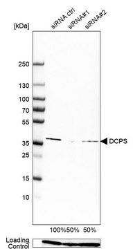 Anti-DCPS antibody produced in rabbit Prestige Antibodies&#174; Powered by Atlas Antibodies, affinity isolated antibody, buffered aqueous glycerol solution