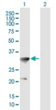 Anti-HOXC8 antibody produced in mouse purified immunoglobulin, buffered aqueous solution