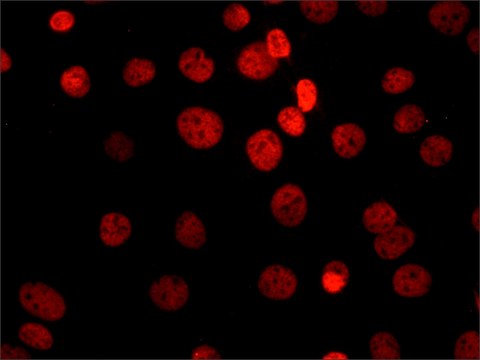 Anti-Sirt1 antibody, Mouse monoclonal clone SIR11, purified from hybridoma cell culture