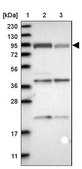 抗-FAM129B 兔抗 Prestige Antibodies® Powered by Atlas Antibodies, affinity isolated antibody, buffered aqueous glycerol solution, Ab1