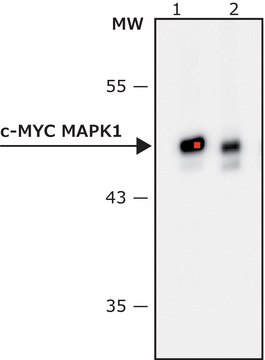 Anti-c-Myc-Peroxidase antibody, Mouse monoclonal clone 9E10, purified from hybridoma cell culture