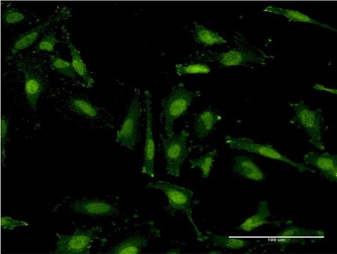 Monoclonal Anti-RNF40 antibody produced in mouse clone 1C1, purified immunoglobulin, buffered aqueous solution