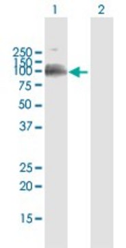 Anti-LILRB1 antibody produced in mouse purified immunoglobulin, buffered aqueous solution