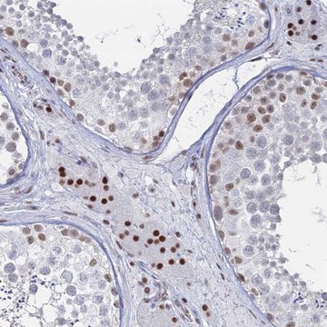 Anti-GSC2 antibody produced in rabbit Prestige Antibodies&#174; Powered by Atlas Antibodies, affinity isolated antibody, buffered aqueous glycerol solution