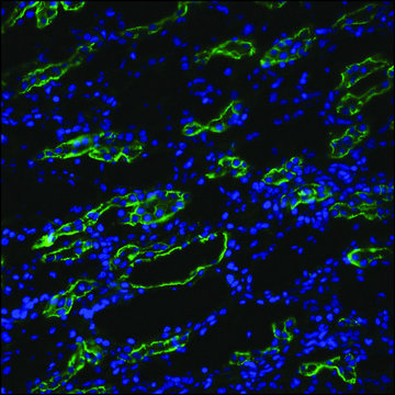 Anti-AQP3 antibody produced in rabbit 1&#160;mg/mL, affinity isolated antibody