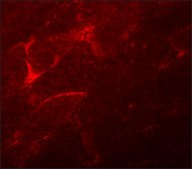 Anti-ADAMTSL5 antibody produced in chicken affinity isolated antibody, buffered aqueous solution