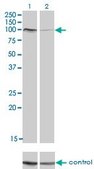 Monoclonal Anti-PCDHAC2 antibody produced in mouse clone 3D12, purified immunoglobulin, buffered aqueous solution