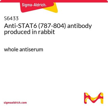 Anti-STAT6 (787-804) antibody produced in rabbit whole antiserum