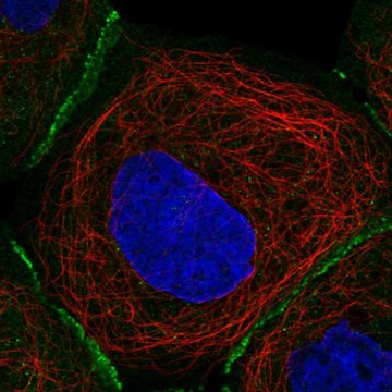 Anti-FBLN7 antibody produced in rabbit Prestige Antibodies&#174; Powered by Atlas Antibodies, affinity isolated antibody, buffered aqueous glycerol solution