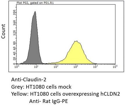 Anti-Claudin-2 Antibody purified antibody, clone 1A2, from rat