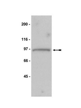 Anti-Mps1 Antibody, NT, clone 3-472-1 clone 3-472-1, Upstate&#174;, from mouse