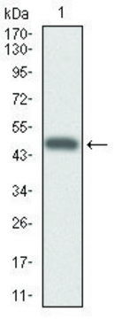 Monoclonal Anti-CYP3A4 antibody produced in mouse clone 3H8, purified immunoglobulin, buffered aqueous solution