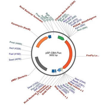 PSF-CBA-FLUC - CHICKEN BETA ACTIN PROMOTER PLASMID plasmid vector for molecular cloning