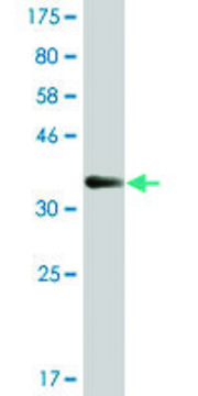 Monoclonal Anti-WEE1 antibody produced in mouse clone 5B6, ascites fluid