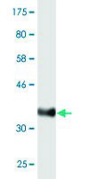 Monoclonal Anti-MUC5AC antibody produced in mouse clone 2A4, purified immunoglobulin, buffered aqueous solution