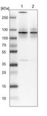 Anti-SF3B3 antibody produced in rabbit Prestige Antibodies® Powered by Atlas Antibodies, affinity isolated antibody, buffered aqueous glycerol solution