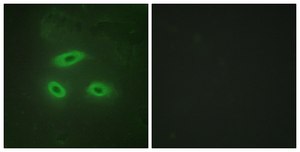Anti-NKTR antibody produced in rabbit affinity isolated antibody