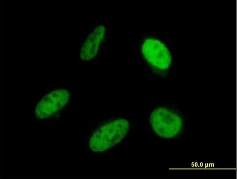 Monoclonal Anti-SRP68 antibody produced in mouse clone 3A3, purified immunoglobulin, buffered aqueous solution