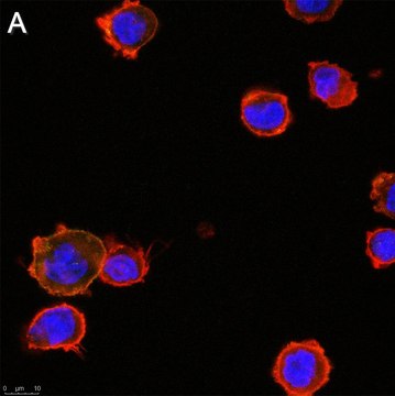 Anti-TNF&#945; Antibody, clone 3B20 ZooMAb&#174; Rabbit Monoclonal recombinant, expressed in HEK 293 cells