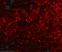 Anti-TNFRSF14 antibody produced in rabbit affinity isolated antibody