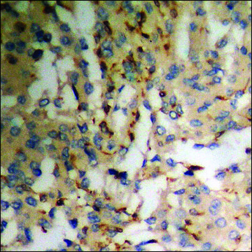 抗-磷酸化-PLCG1 (pTyr783) 兔抗 affinity isolated antibody