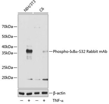 Anti-Phospho-I&#954;B&#945;-S32 antibody produced in rabbit