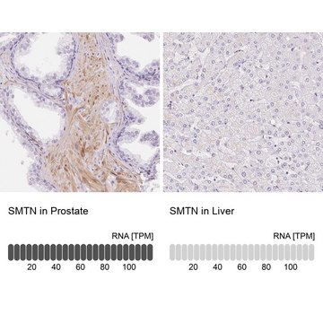 Anti-SMTN antibody produced in rabbit Prestige Antibodies&#174; Powered by Atlas Antibodies, affinity isolated antibody, buffered aqueous glycerol solution