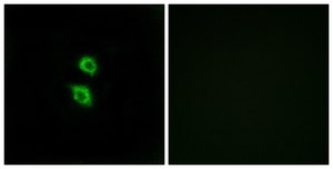 Anti-ARSD antibody produced in rabbit affinity isolated antibody