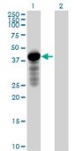 Anti-HOMER2 antibody produced in mouse IgG fraction of antiserum, buffered aqueous solution