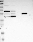 Anti-Selplg Antibody Produced In Rabbit Prestige Antibodies® Powered by Atlas Antibodies, affinity isolated antibody, buffered aqueous glycerol solution