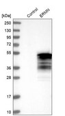 Anti-ERMN antibody produced in rabbit Prestige Antibodies® Powered by Atlas Antibodies, affinity isolated antibody, buffered aqueous glycerol solution