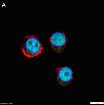 Anti-Bcl-11B Antibody, clone 1G14 ZooMAb&#174; Rabbit Monoclonal recombinant, expressed in HEK 293 cells