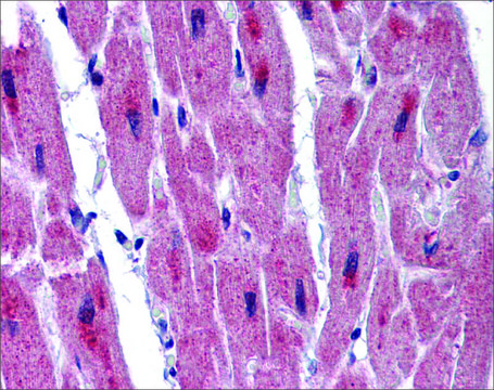 Anti-RBM24 antibody produced in rabbit affinity isolated antibody