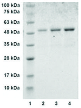 ApoJ/Clusterin human recombinant, expressed in E. coli, &#8805;90% (SDS-PAGE)