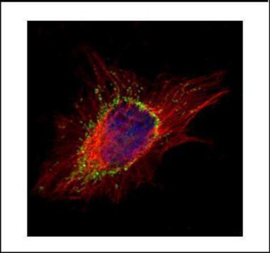 Anti-AP1S2 antibody produced in rabbit affinity isolated antibody, buffered aqueous solution