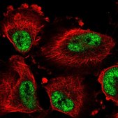 Anti-DDX46 antibody produced in rabbit Prestige Antibodies® Powered by Atlas Antibodies, affinity isolated antibody