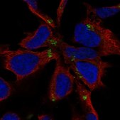 Anti-NHLH1 antibody produced in rabbit Prestige Antibodies® Powered by Atlas Antibodies, affinity isolated antibody, buffered aqueous glycerol solution