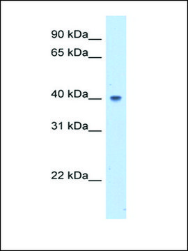 Anti-ABHD5 (AB2) antibody produced in rabbit IgG fraction of antiserum