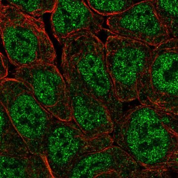 Anti-POU5F1B antibody produced in rabbit Prestige Antibodies&#174; Powered by Atlas Antibodies, affinity isolated antibody