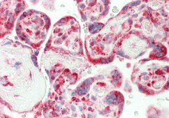 Anti-CRIP1, (N-terminal) antibody produced in rabbit affinity isolated antibody