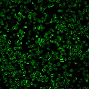 LuminiCell Tracker 540- Cell Labeling Kit Biocompatible organic fluorescent nanoparticles (AIEDots) that can be used to label cells for long term cell tracking and cell tracing in vitro and in vivo experiments.