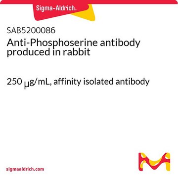 抗 磷酸丝氨酸 兔抗 250&#160;&#956;g/mL, affinity isolated antibody