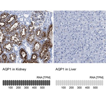 Anti-AQP1 antibody produced in rabbit Prestige Antibodies&#174; Powered by Atlas Antibodies, affinity isolated antibody, buffered aqueous glycerol solution