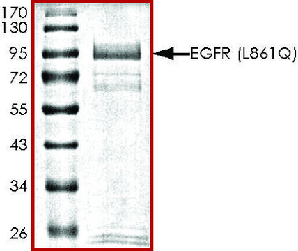 EGFR (L861Q), active, GST tagged human PRECISIO&#174;, recombinant, expressed in baculovirus infected Sf9 cells, &#8805;70% (SDS-PAGE), buffered aqueous glycerol solution