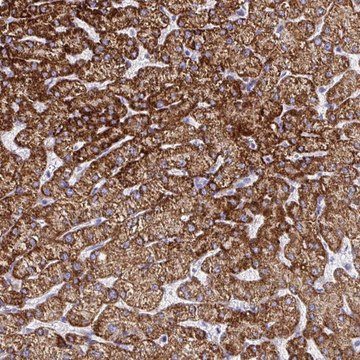 Anti-ATP5C1 antibody produced in rabbit Prestige Antibodies&#174; Powered by Atlas Antibodies, affinity isolated antibody, buffered aqueous glycerol solution