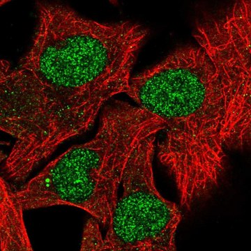 Anti-RXRB antibody produced in rabbit Prestige Antibodies&#174; Powered by Atlas Antibodies, affinity isolated antibody