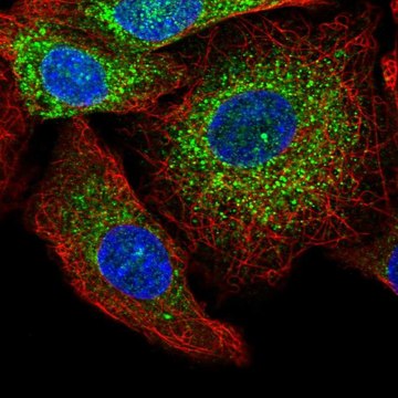 Anti-GRB10 antibody produced in rabbit Prestige Antibodies&#174; Powered by Atlas Antibodies, affinity isolated antibody