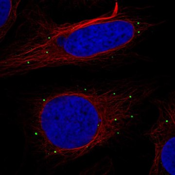 Anti-Rtn2 Antibody Produced In Rabbit Prestige Antibodies&#174; Powered by Atlas Antibodies, affinity isolated antibody, buffered aqueous glycerol solution