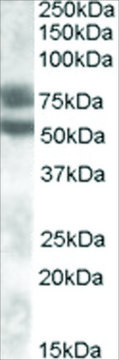 Anti-Dachshund Homolog 1 antibody produced in goat affinity isolated antibody, buffered aqueous solution