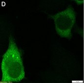 Anti-Peptide 2A Antibody, clone 2F13 ZooMAb® Rabbit Monoclonal recombinant, expressed in HEK 293 cells